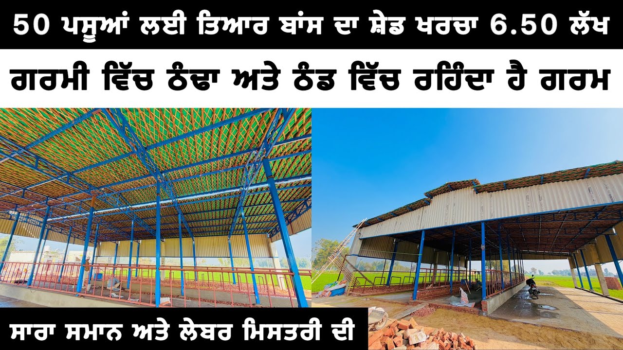  50 ਪਸੂਆਂ ਲਈ ਤਿਆਰ ਬਾਂਸ ਦਾ ਸ਼ੇਡ ਖਰਚਾ 6.50 ਲੱਖ | DAIRY FARM SHED | COW SHED | BAMBOO SHED 
