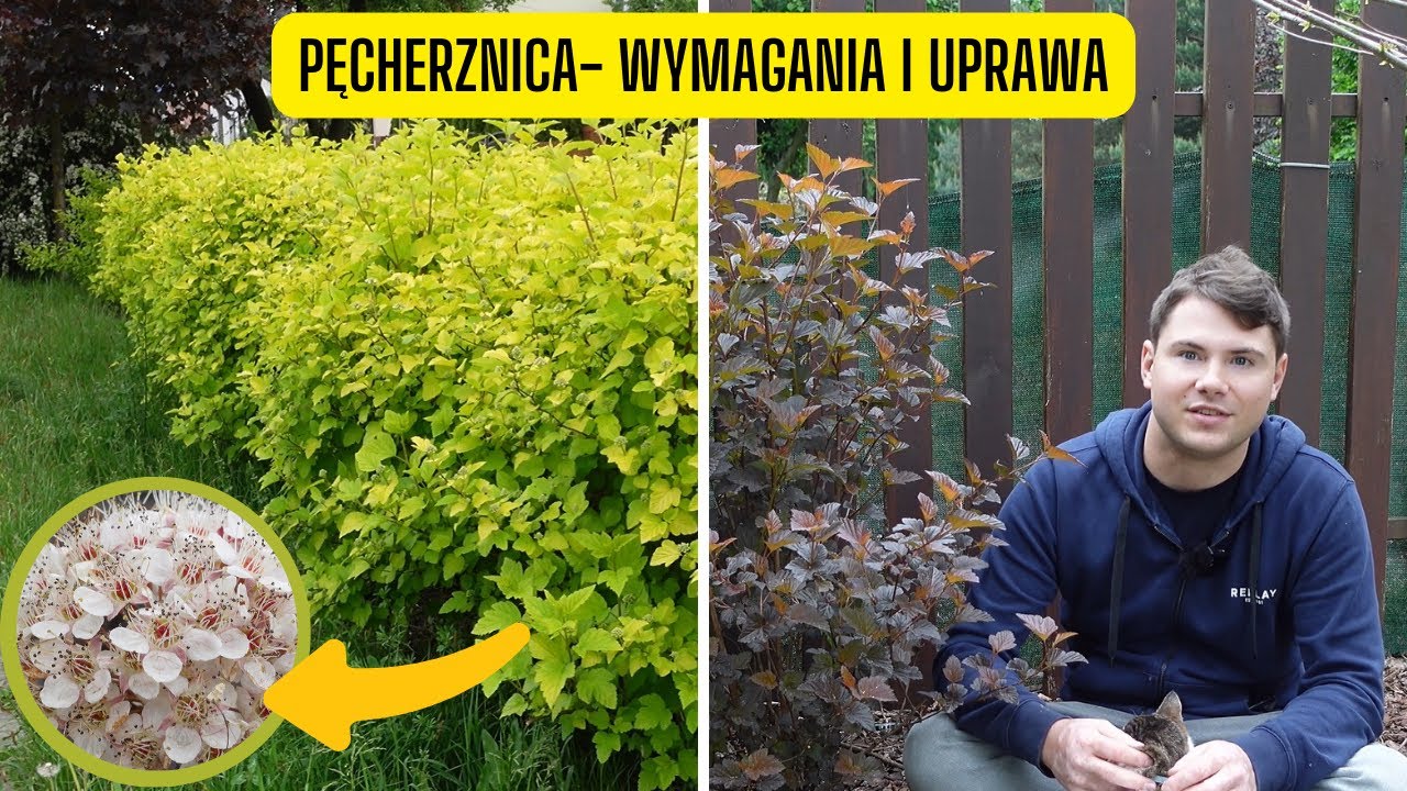 Pęcherznica – wymagania i uprawa. Roślina na żywopłot o pięknych liściach i kwiatach