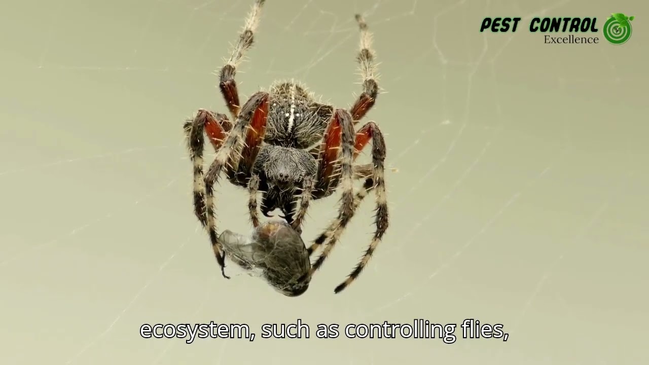 Fighting SPIDERS with Pest Control Excellence