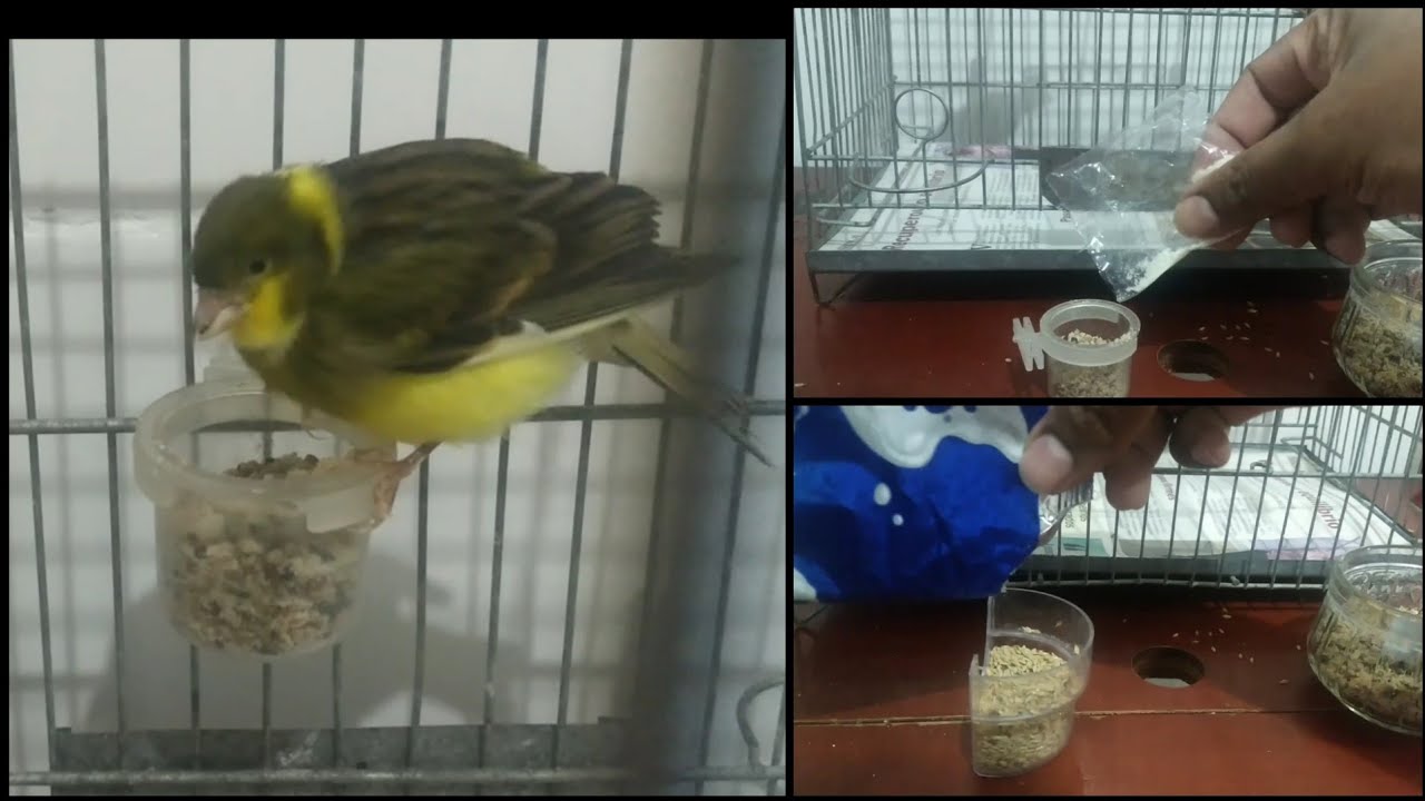 Canário com peito seco, tratamento eficaz. #dicasemanejos