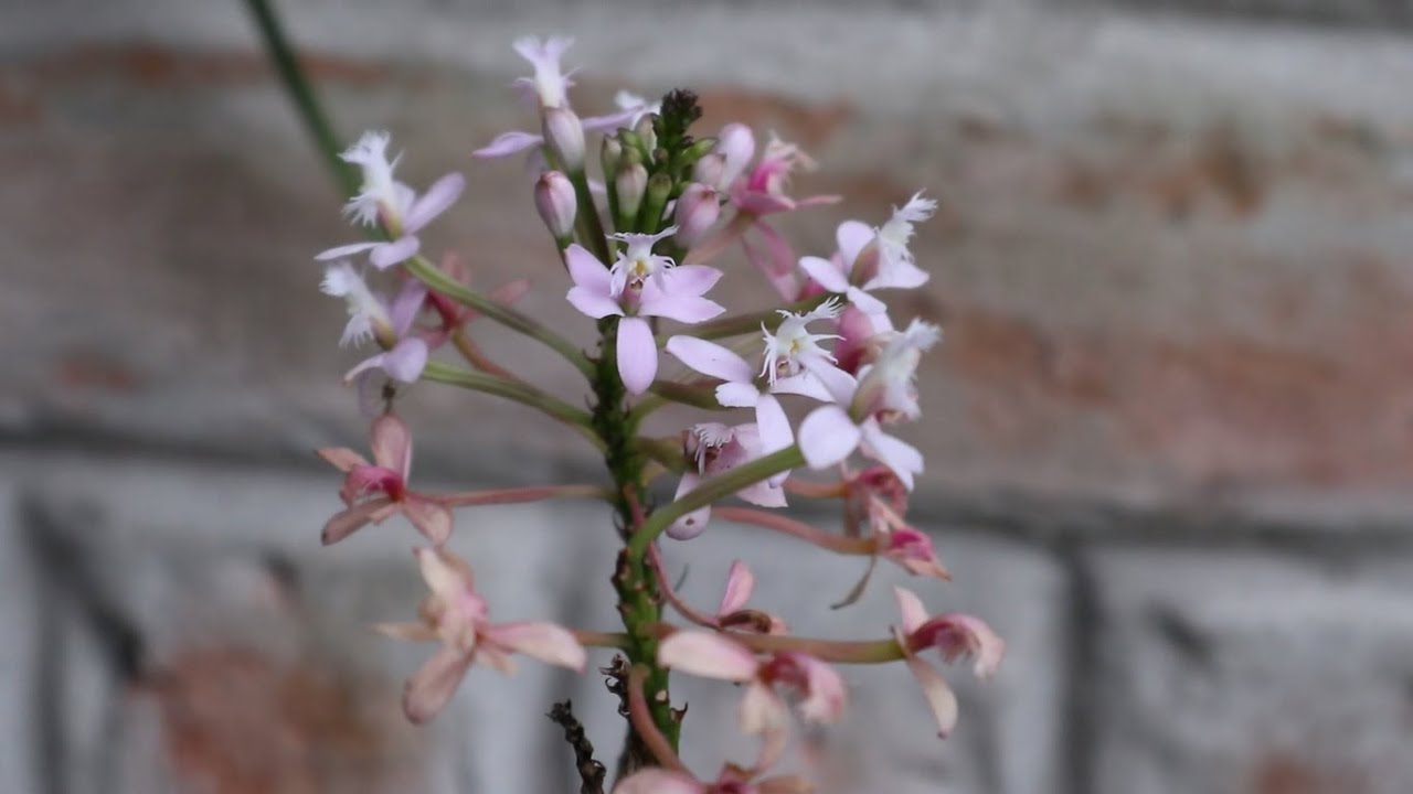 Las Orqu&iacute;deas son de Sol o Sombra