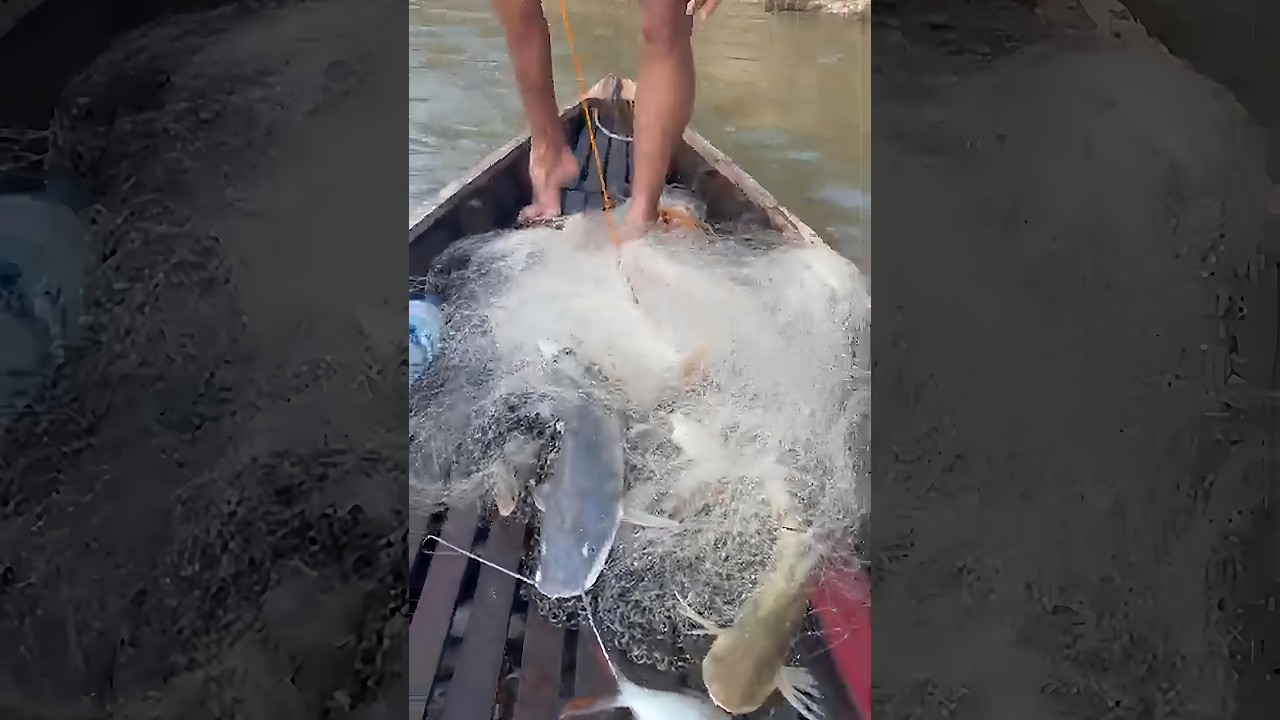 PENAMPAKAN PATIN KUNYIT DAN BAUNG HITAM