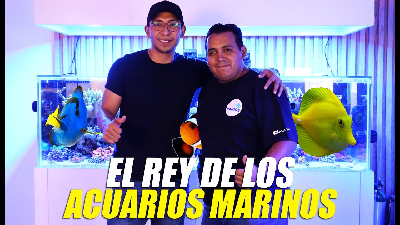 El PARAÍSO De Los Acuarios Marinos | Sound Of Nature 🌊