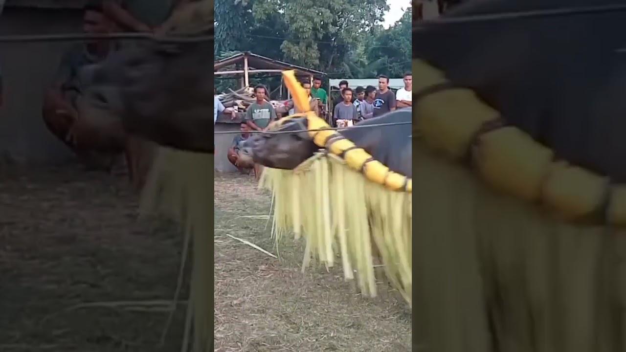 Acara Pemakaman Istri Wakil Bupati Sumba barat di Kampung Gallu Wawi Lamboya