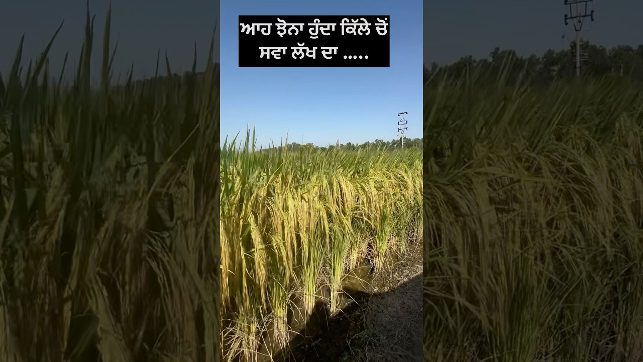 Basmati 1401 variety  &hellip;. 🌾🌾🌾