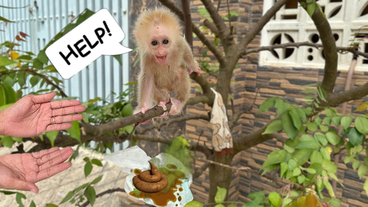 Too Funny Sunny Sits in a Tree, Holding Her Tummy and Calling Mom for a Poop Emergency!