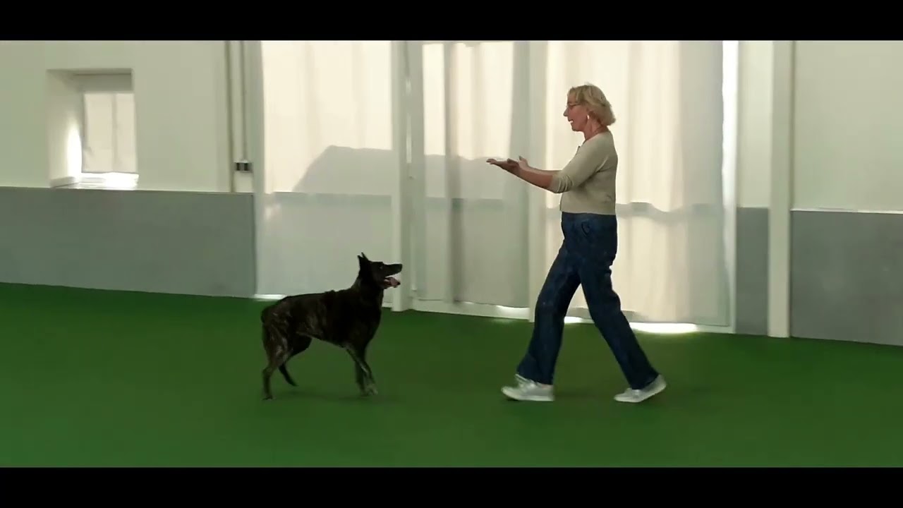 Carolien en Ziva samenvatting video's dogdance
