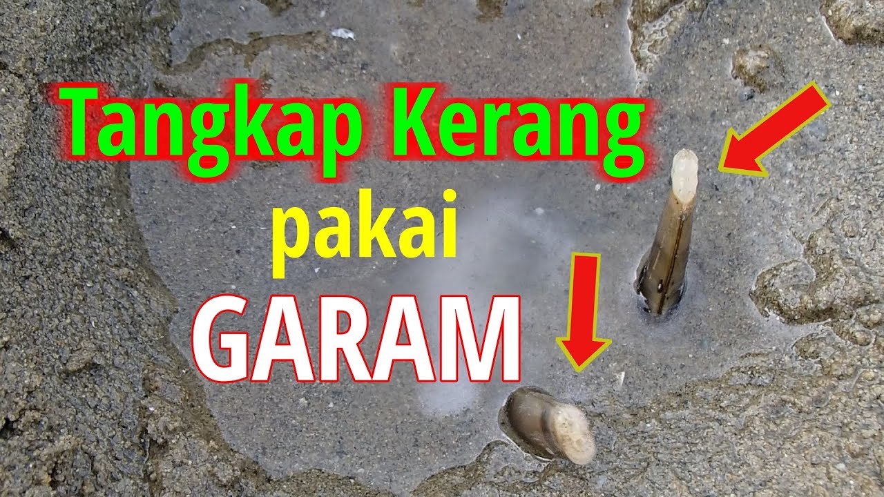 Tangkap Kerang pakai Garam