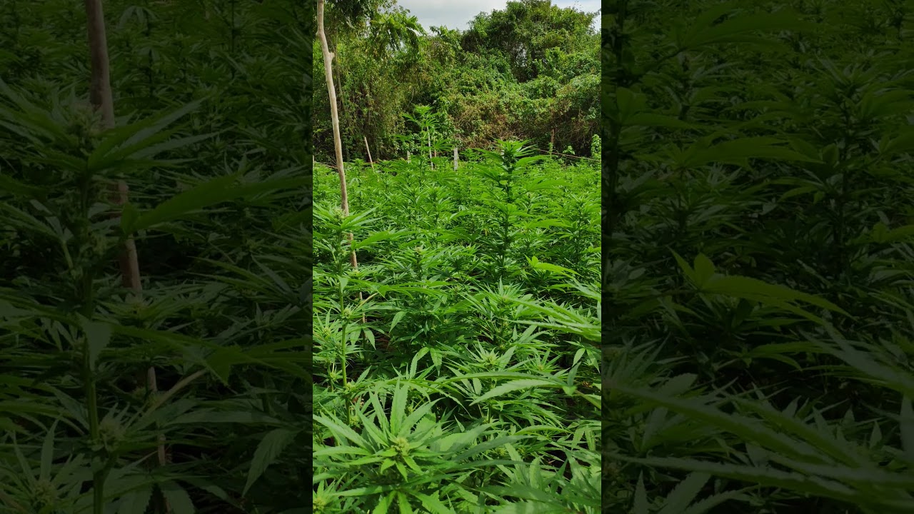 Ganja farm orange hill Jamaica
