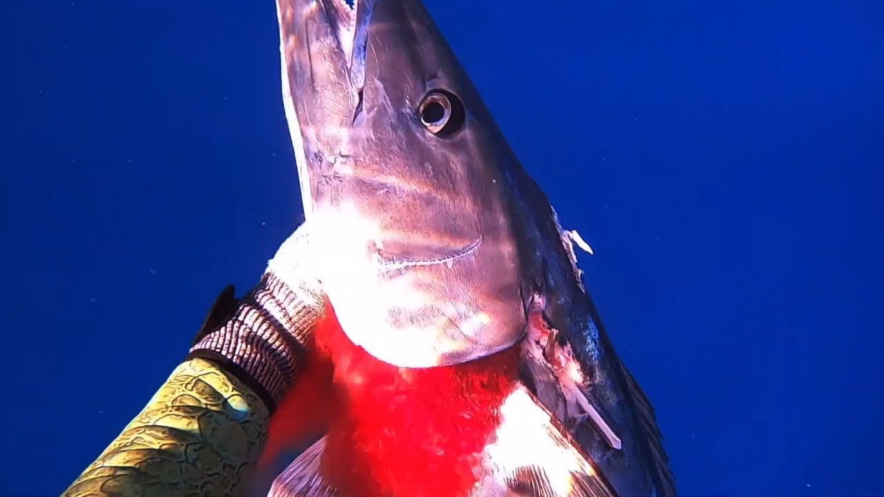 Five Wahoos (Onos) in Two Minutes Spearfishing