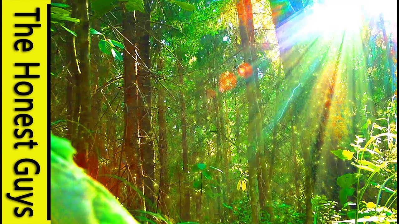 3 HOURS of Nature Sounds Sleep Meditation "Windy Enchanted Forest" - No Music