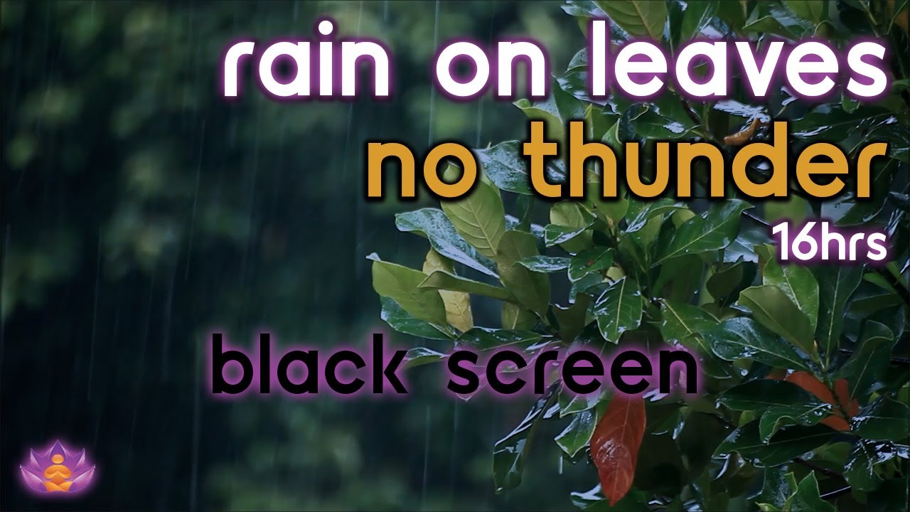 [Black Screen] Rain on Leaves No Thunder | Rain Ambience | Rain Sounds for Sleeping