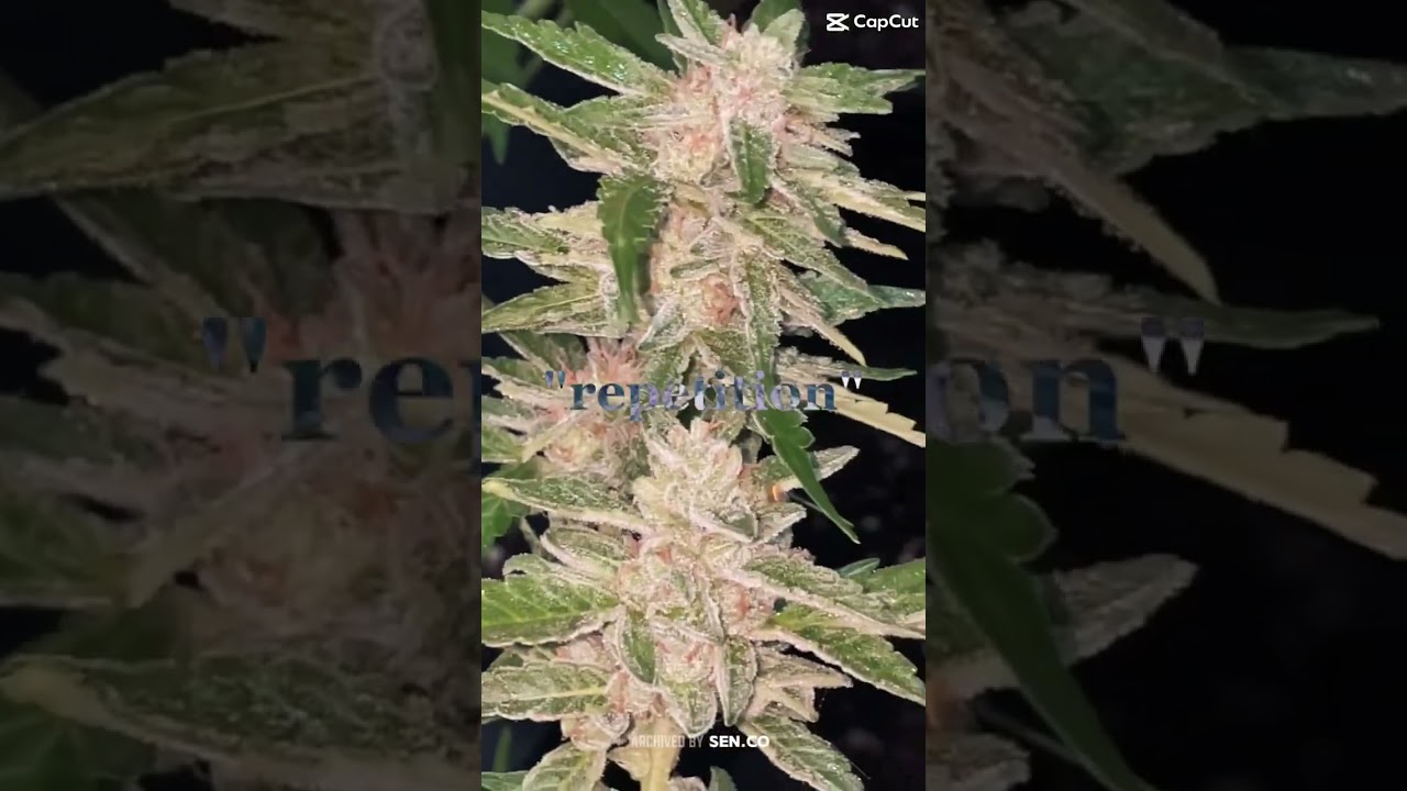 Medusa F1 Hybrid , Amnesia Haze (Core Cut ) , Ak47 , Mimosa Evo , With Widow XXL , Gelatto .