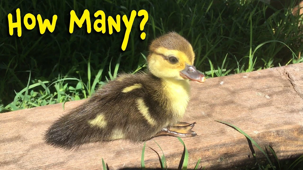 How Many Ducklings?