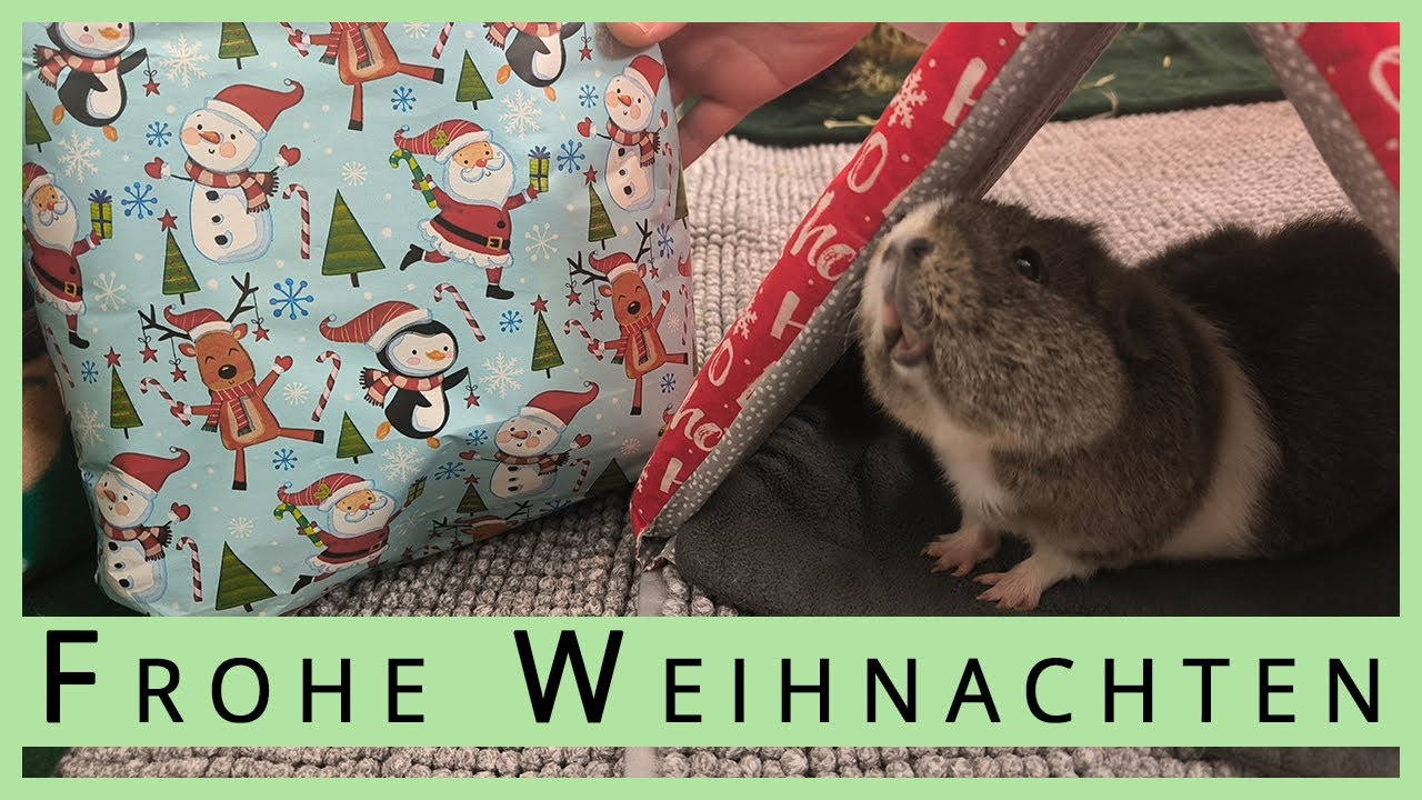 Santa Pig ist da - Bescherung für die Meerschweinchen 🎄