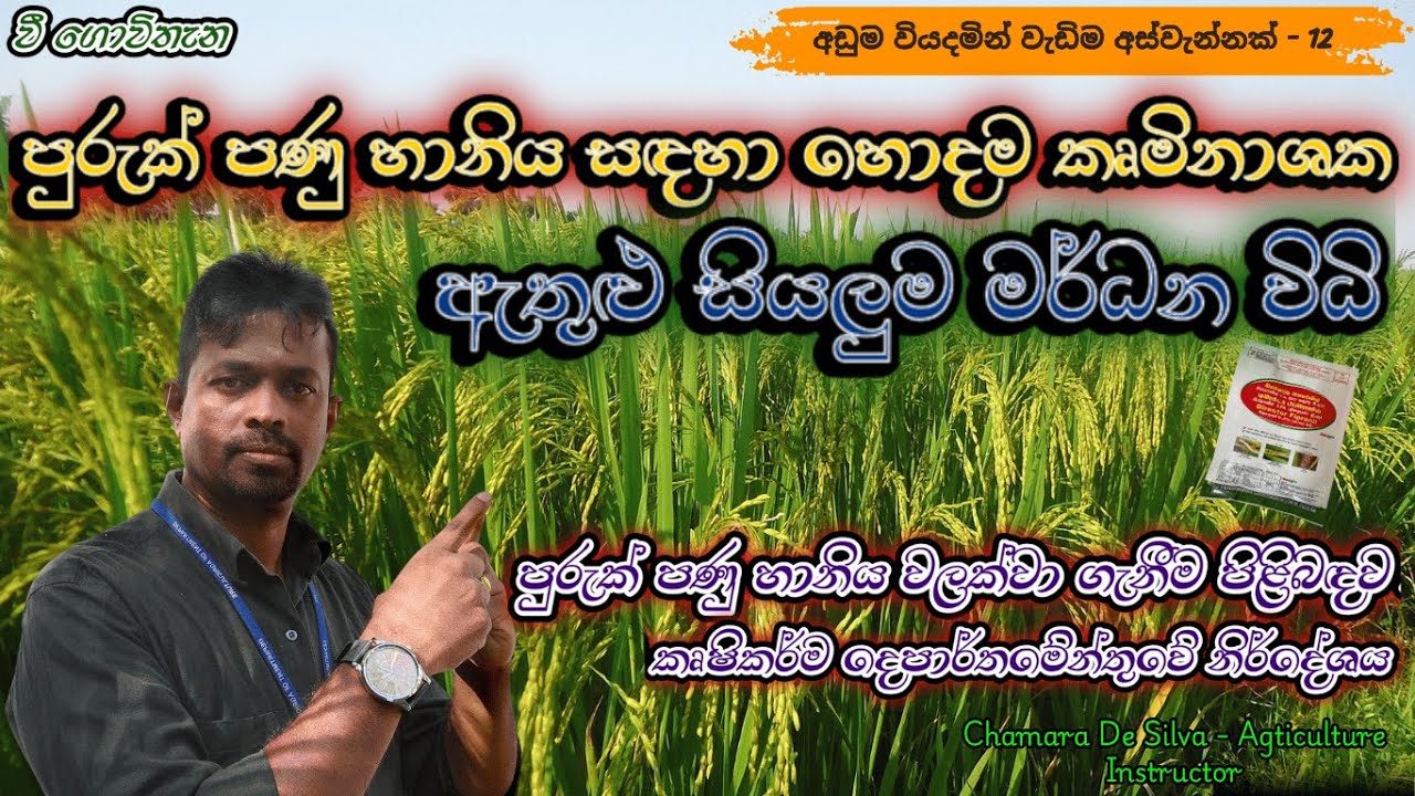 පුරුක් පණු හානිය මර්ධනය කිරීමේ සාර්ථකම ක්‍රමවේදය