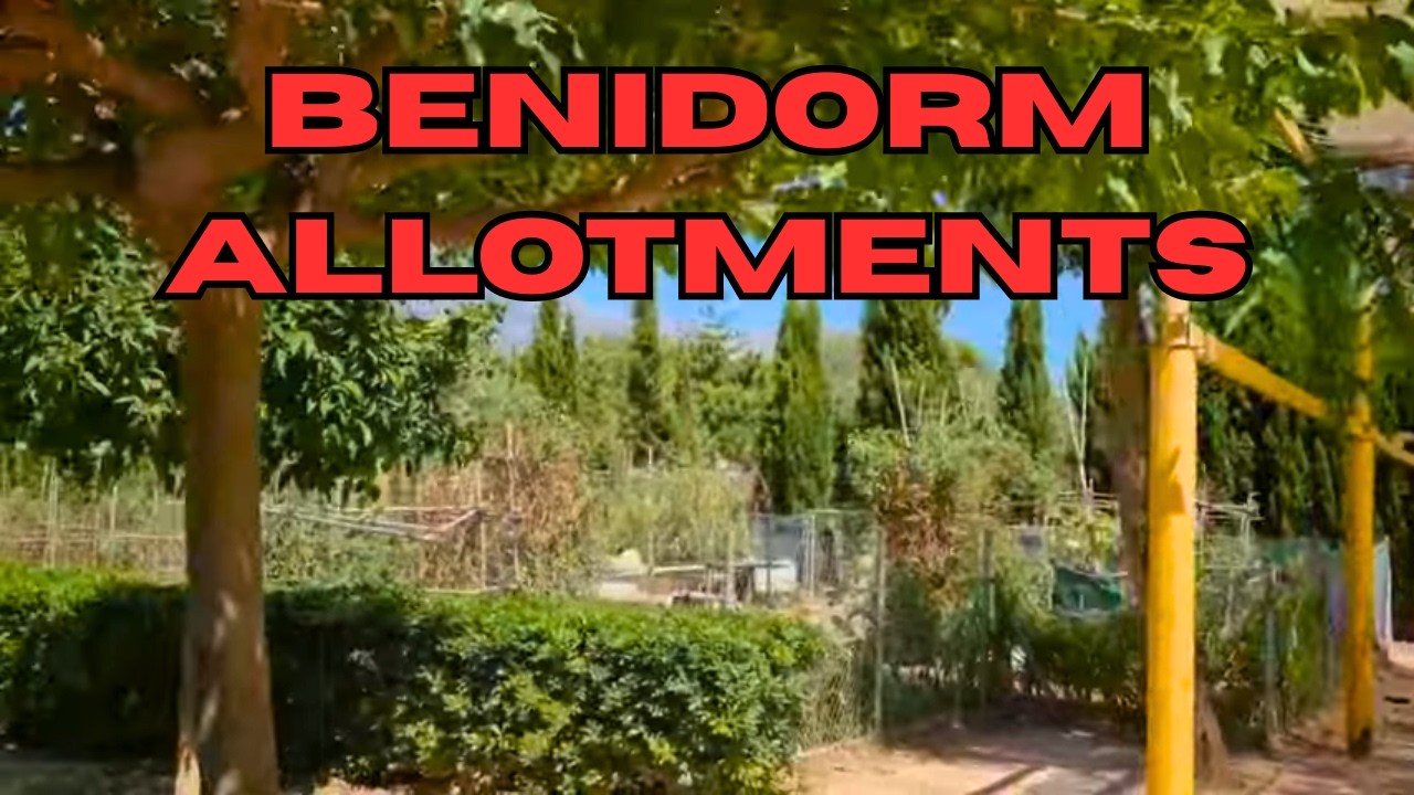 ALLOTMENTS HERE IN BENIDORM - WHAT ARE THEY GROWING? #benidorm #allotments #growing