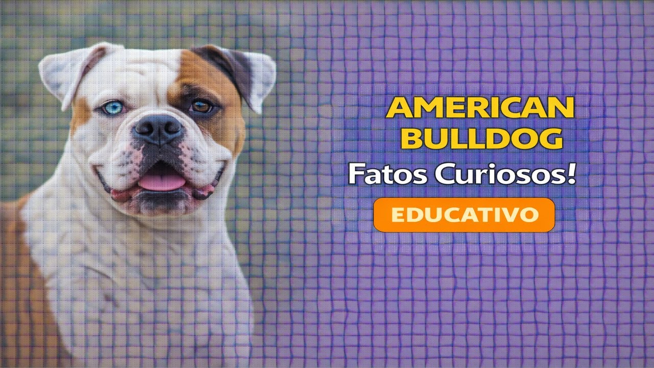 AMERICAN BULLDOG: SEGREDOS SURPREENDENTES QUE NINGUÉM TE CONTA...