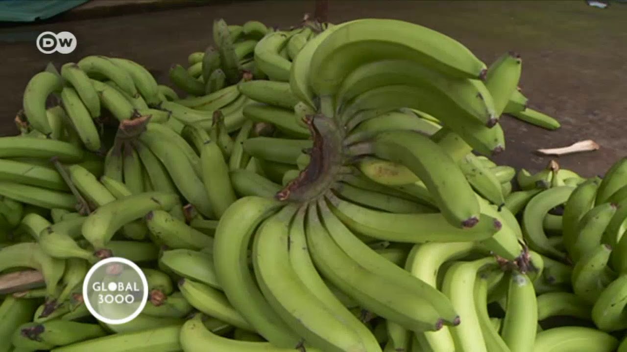 Ecuador: ¿el fin del plátano? | Global 3000