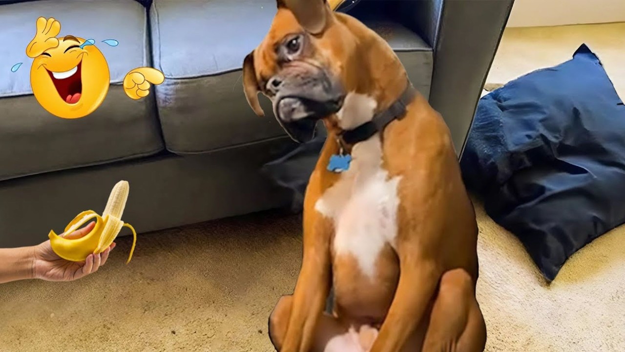 Hilarious Dog Moments That Turned Normal Days Into Chaos 🐶😂