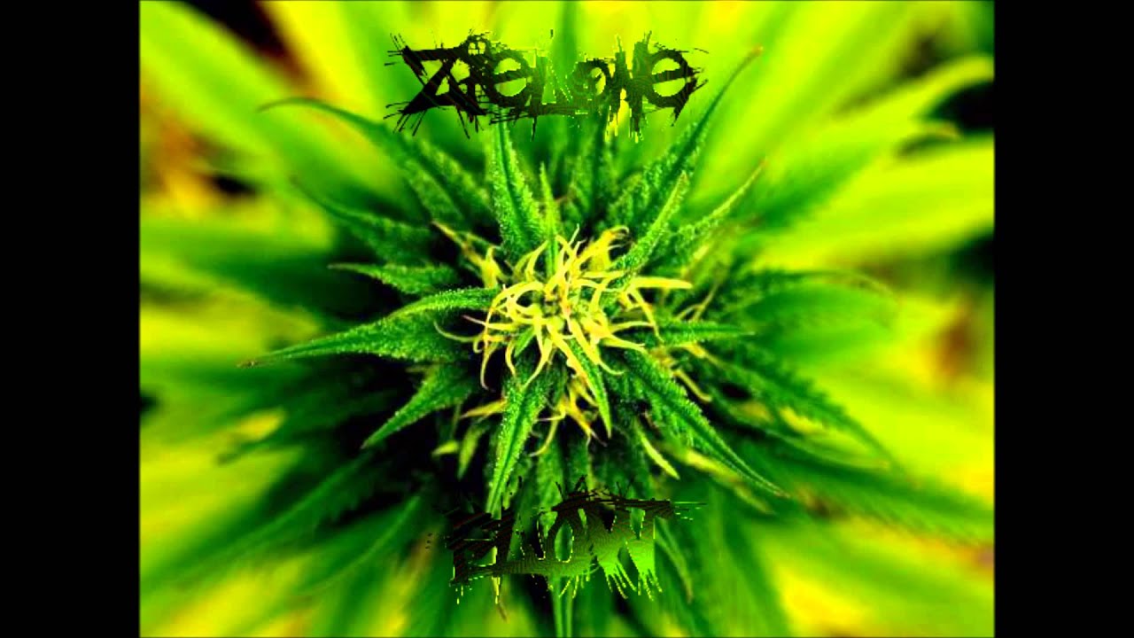 MILAR X SUCHY - ZIELONE FLOW