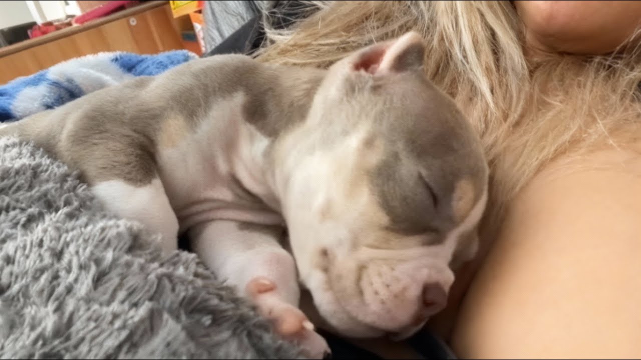 Blind puppy was aggressive to everyone... Until he met his blind brother.