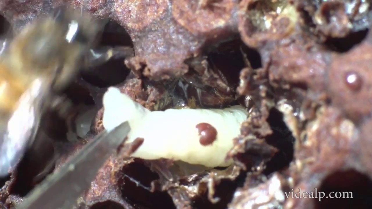Varroa destructor dans le couvain et sur abeilles