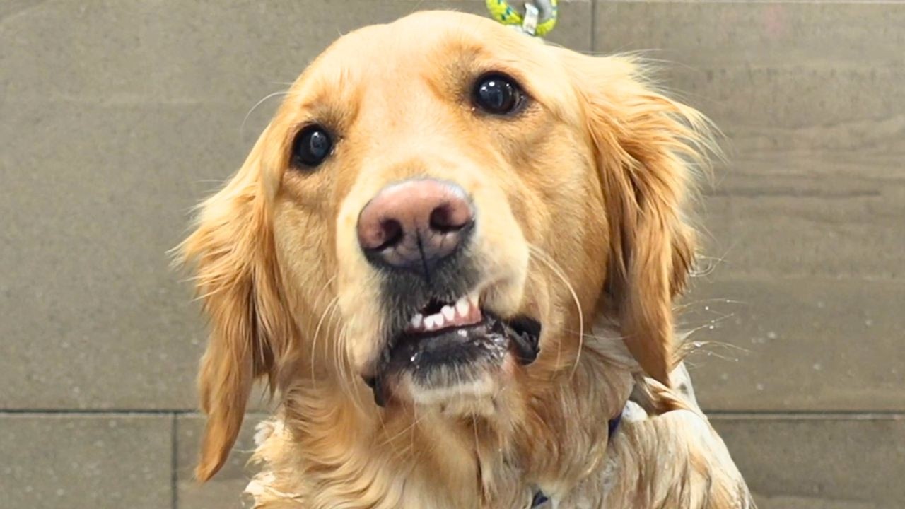 Easiest Groom Ever...For the Most Concerned Golden Retriever