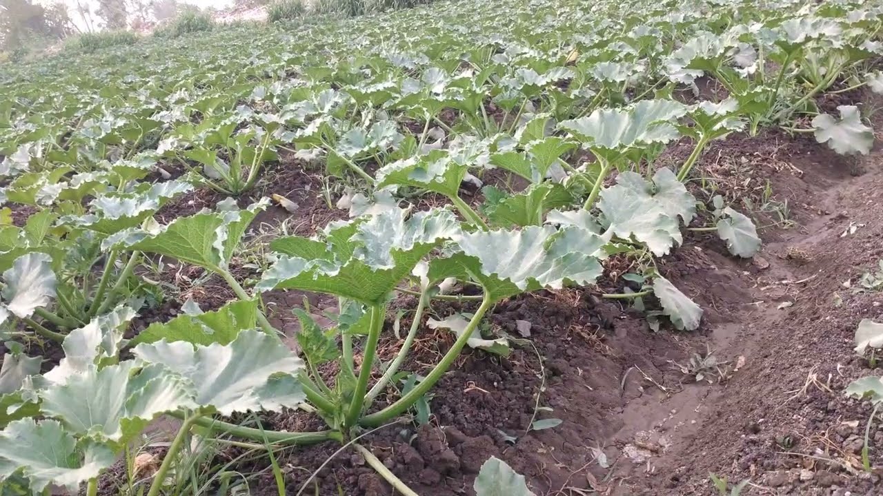 زراعة الكوسة وأهم المعاملات الزراعية