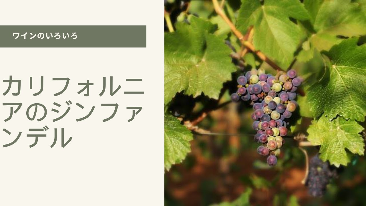 ドライクリークヴァレーとローダイのジンファンデル　#wine  #ワイン #ワインのある暮らし
