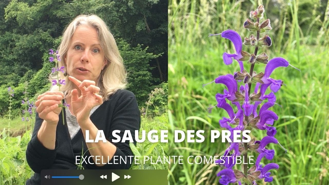 La sauge des prés comestible