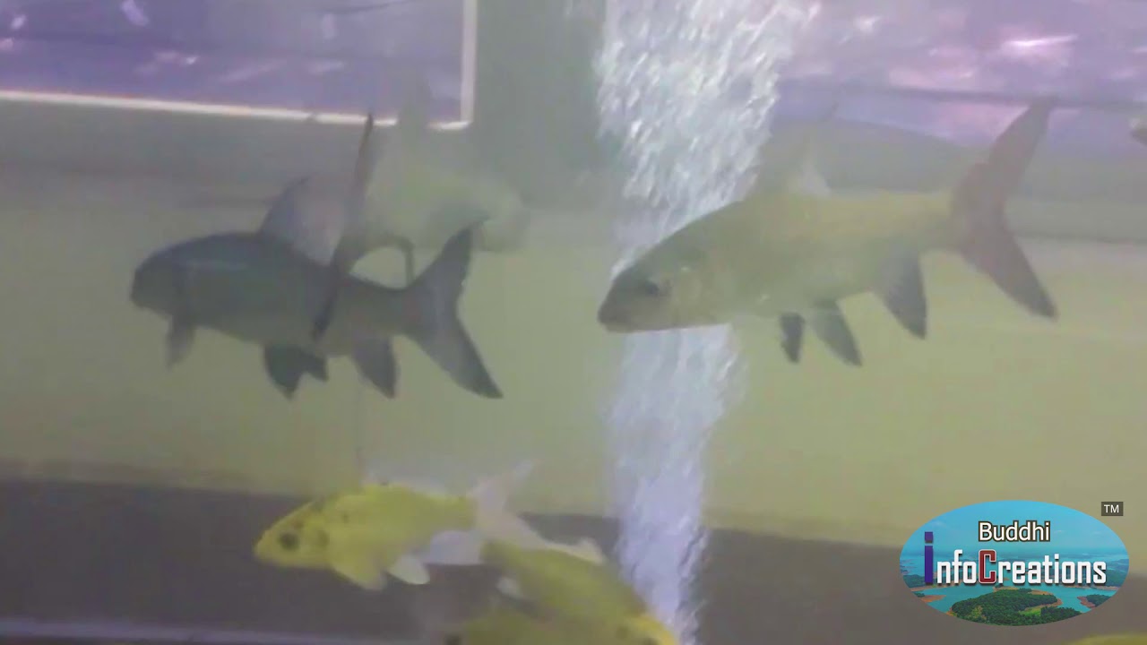 Hypselobarbus Thomassi - Critically endangered Fish- Biodiversity of India