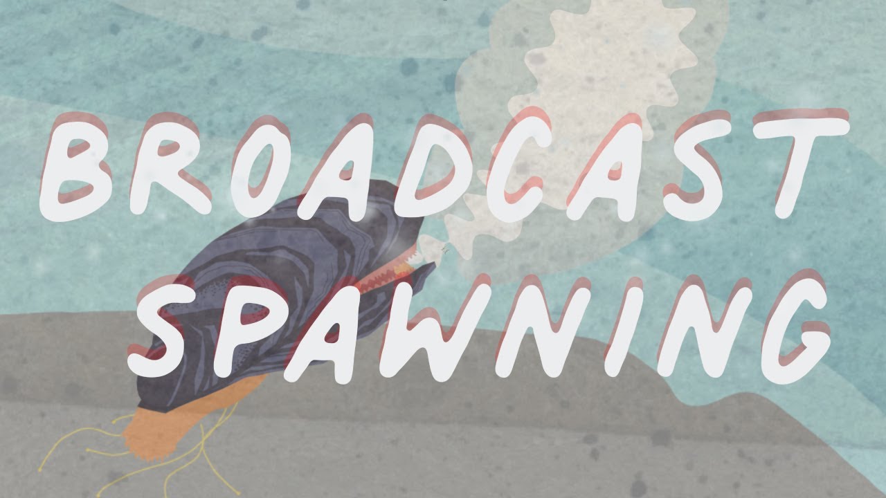Long Story Shorts: What Is Broadcast Spawning?