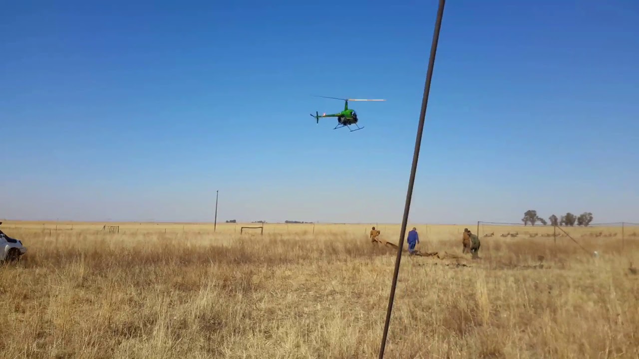 Blesbuck capture.