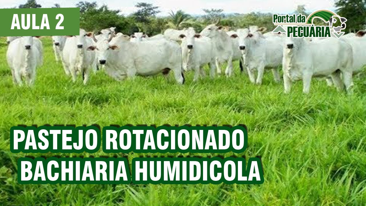 Pastejo rotacionado Bachiaria humidicola - parte 2