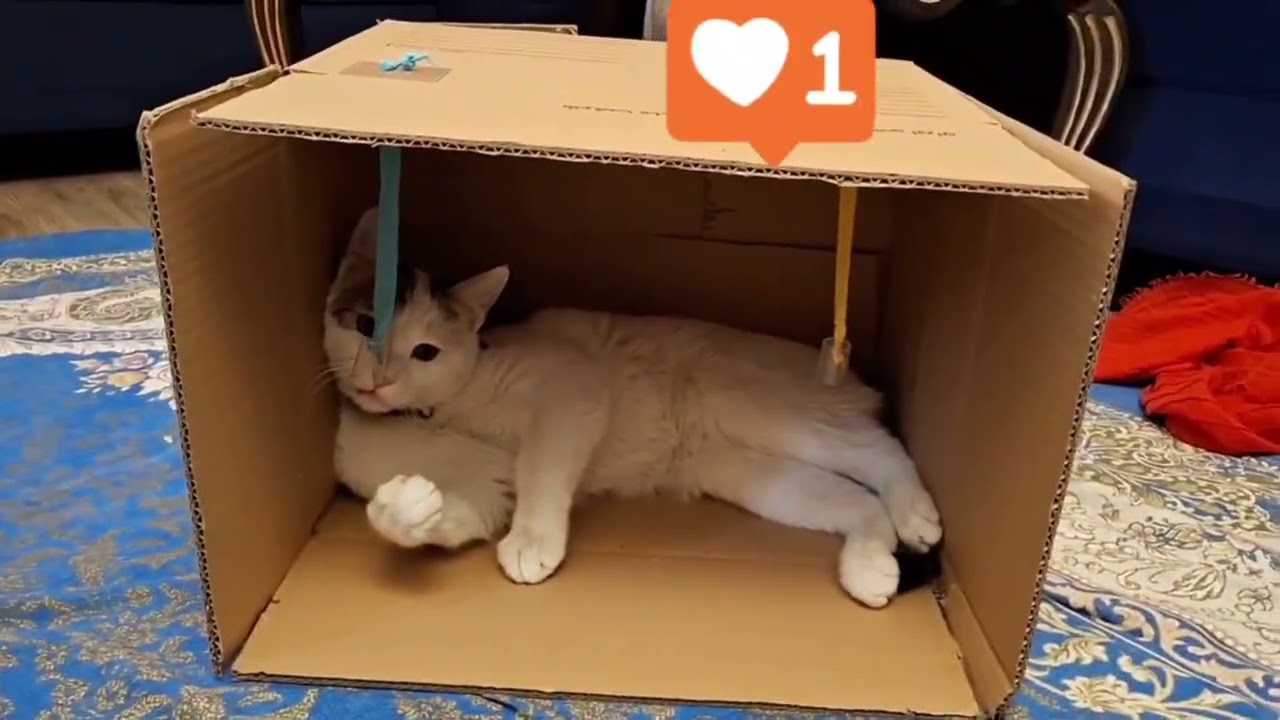 😻 Funny & Cute Cat Compilation | Playful, Silly & Adorable Cats