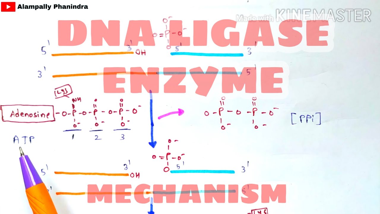 DNA Ligase enzyme and it's mechanism | DNA ligation | Bio science
