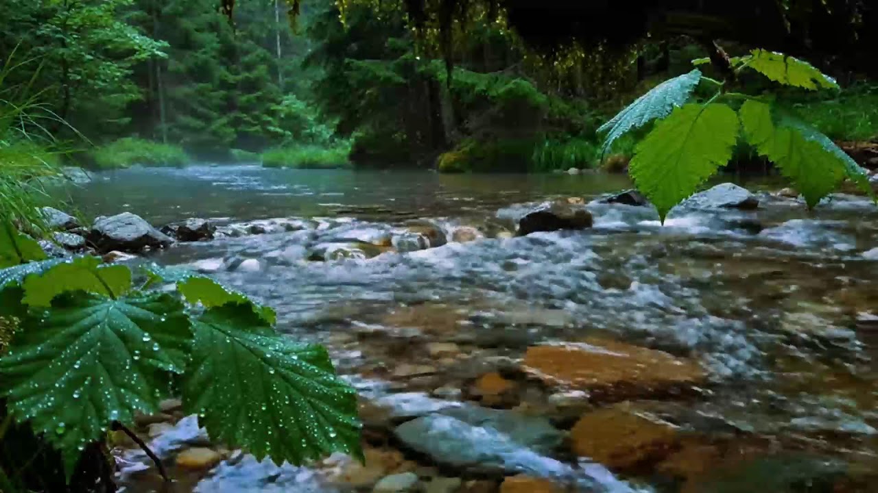 Calming Forest Ambience, Birds Singing Beautiful Stream Sounds for Deep Sleep, Study Focus, Medicine