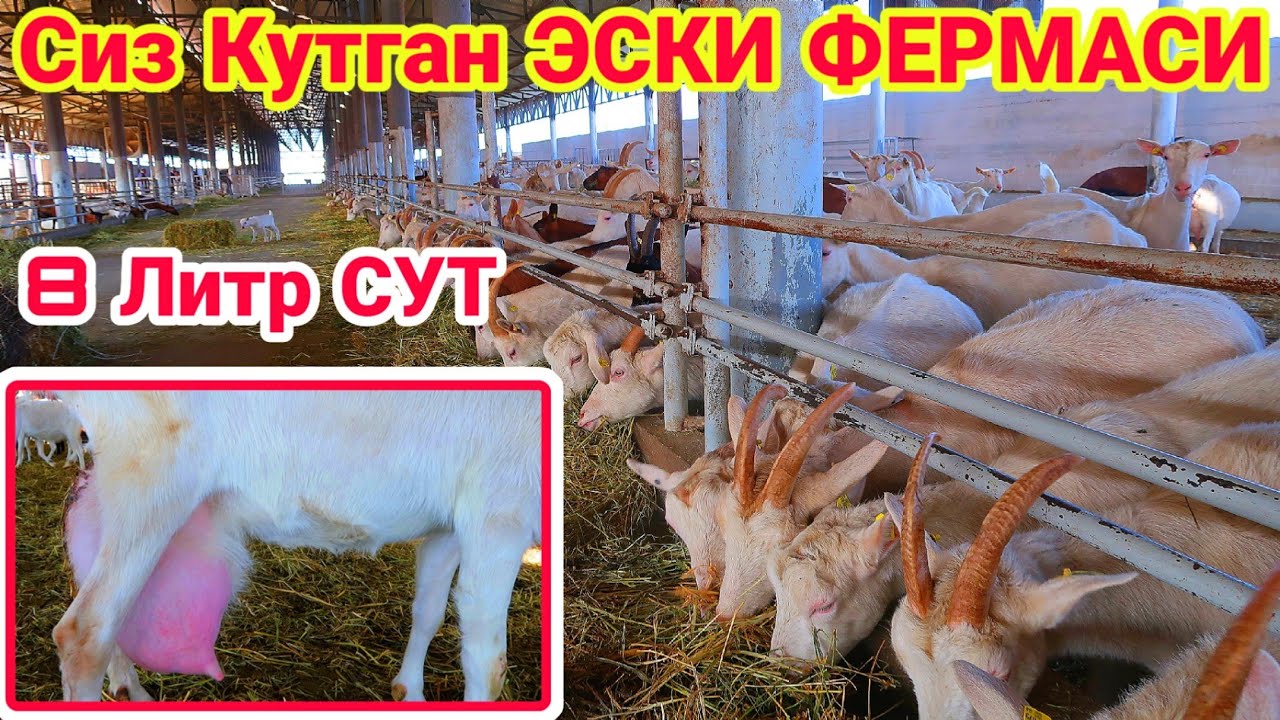 ЗОТТОР ЭЧКИ БОКИШ ФЕРМАСИДАН 8 ЛИТР БЕРАДИГАН ЭЧКИЛАР ОХХИРГАЧА КОРИНГ