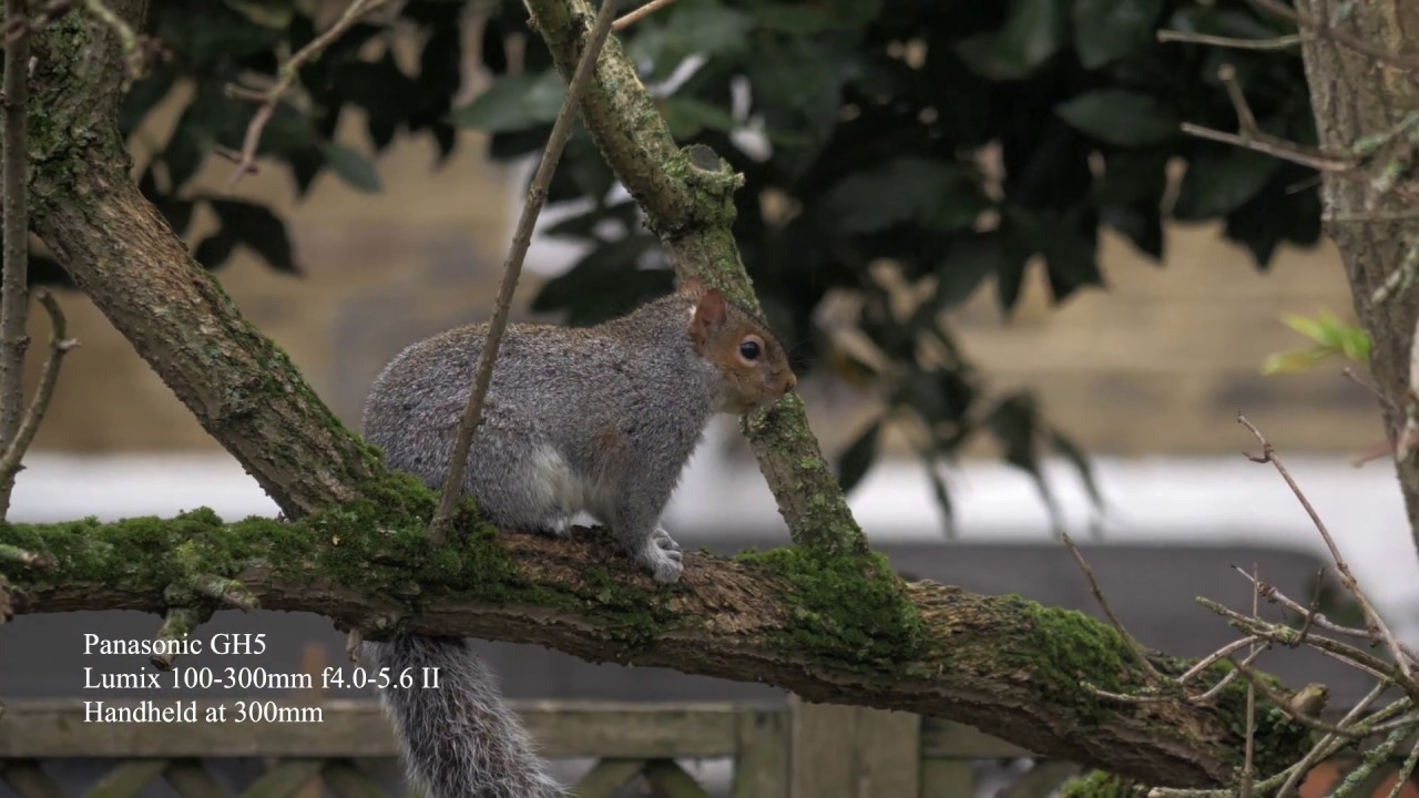 Panasonic GH5 / Lumix G Vario 100-300mm F/4.0-5.6 II AF OIS Lens...Handheld Test