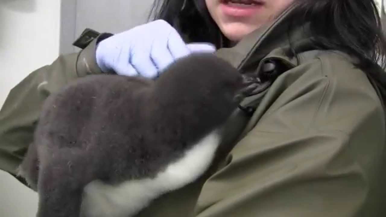 Baby Penguin at the Tennessee Aquarium