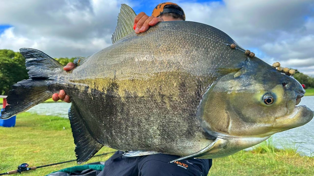 PESQUEIRO DO TONHÃO - MELHOR MÉDIA DE PEIXE DE SÃO PAULO?