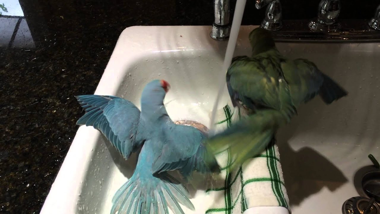 Indian Ringneck Bath Time - Fabio and Gabriel