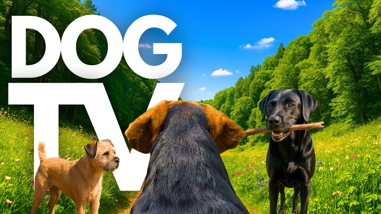 TheDogCam | 10hrs of Soothing Virtual Dog Walks Across Picturesque Farmlands 🐾🌳 GoPro DogTV