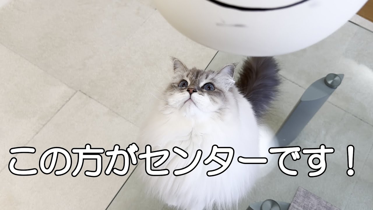 うちの猫は、選抜総選挙でセンターに選ばれるのは自分だと思っています！