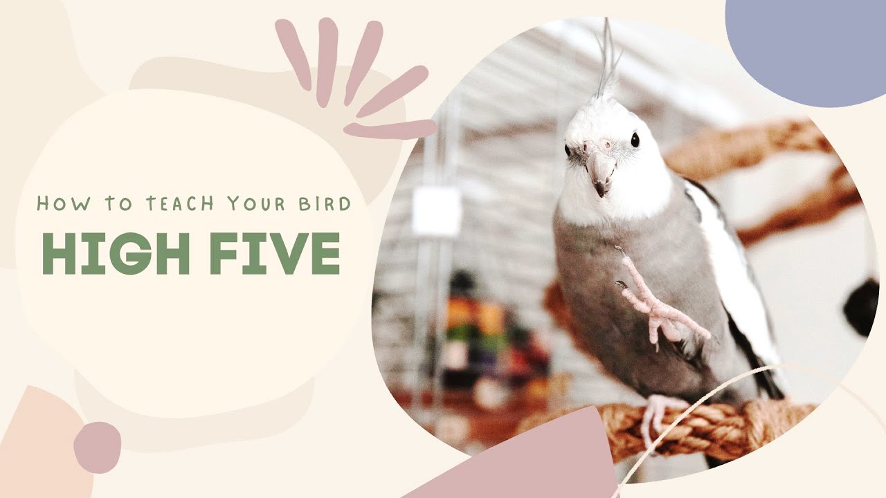 TEACH YOUR BIRD HIGH FIVE | Cockatiel