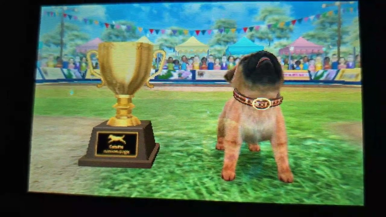 Raspberry the winner + More Competitions! | Golden Dogs | Nintendogs + Cats | Episode #27
