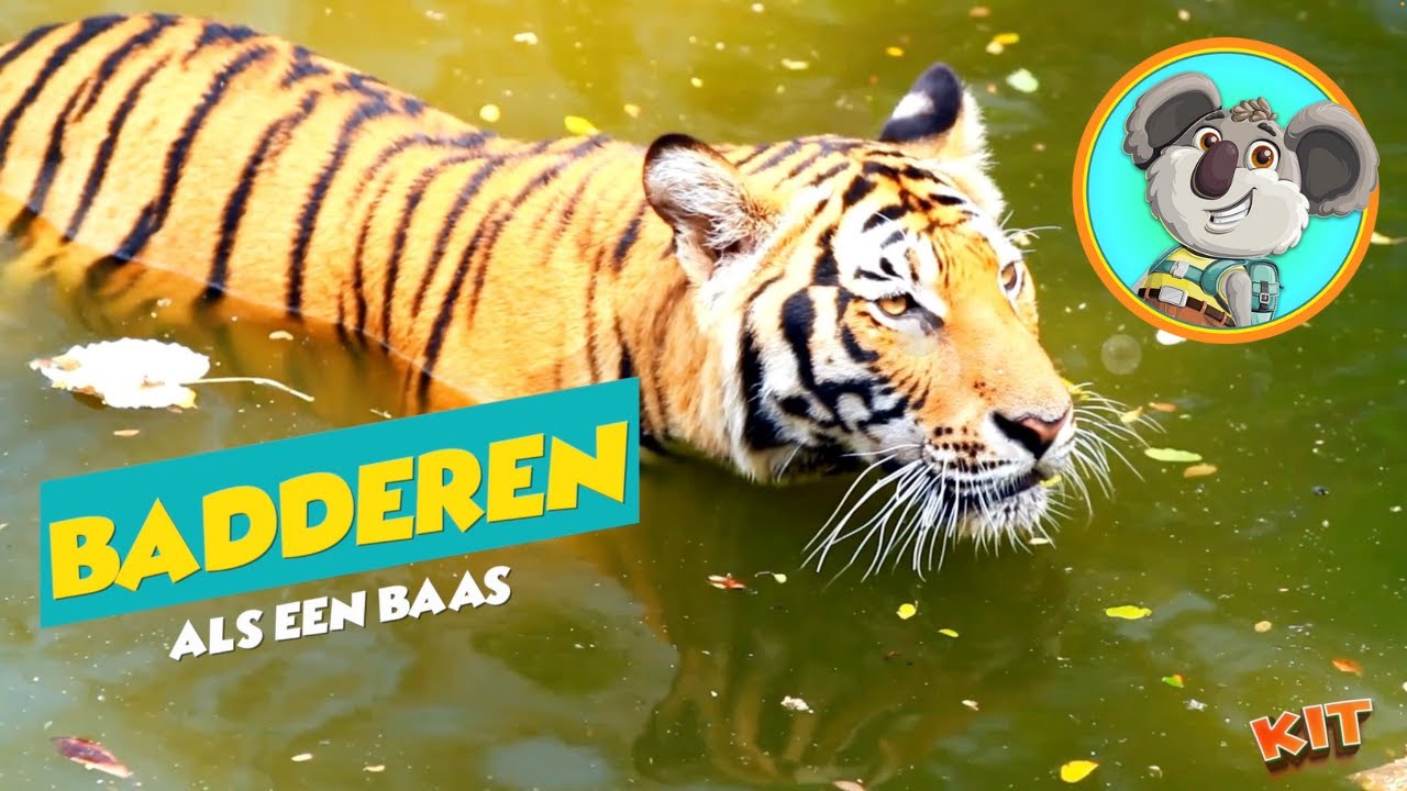 Deze Wilde Tijger Doet Iets Wat Je NOOIT Had Verwacht! - Dieren Leren met KIT