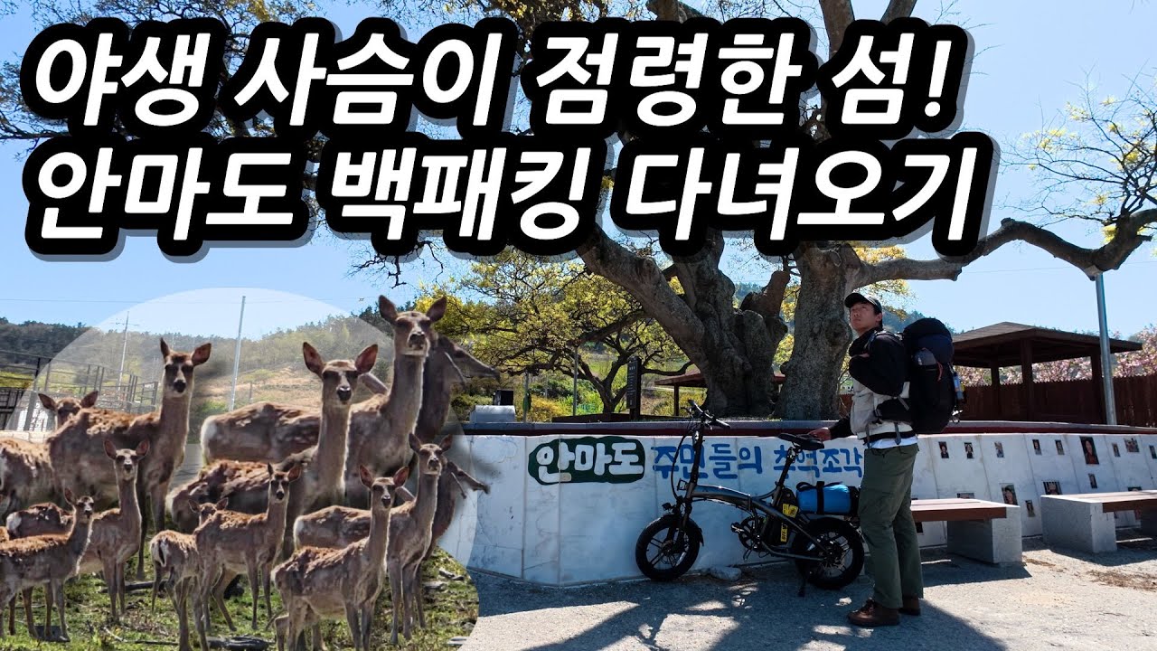 🦌야생 사슴이 점령해버린 섬 안마도! 과연 진짜 사슴이 많을까? 1박2일 다녀온 안마도 백패킹! l 🇰🇷영광