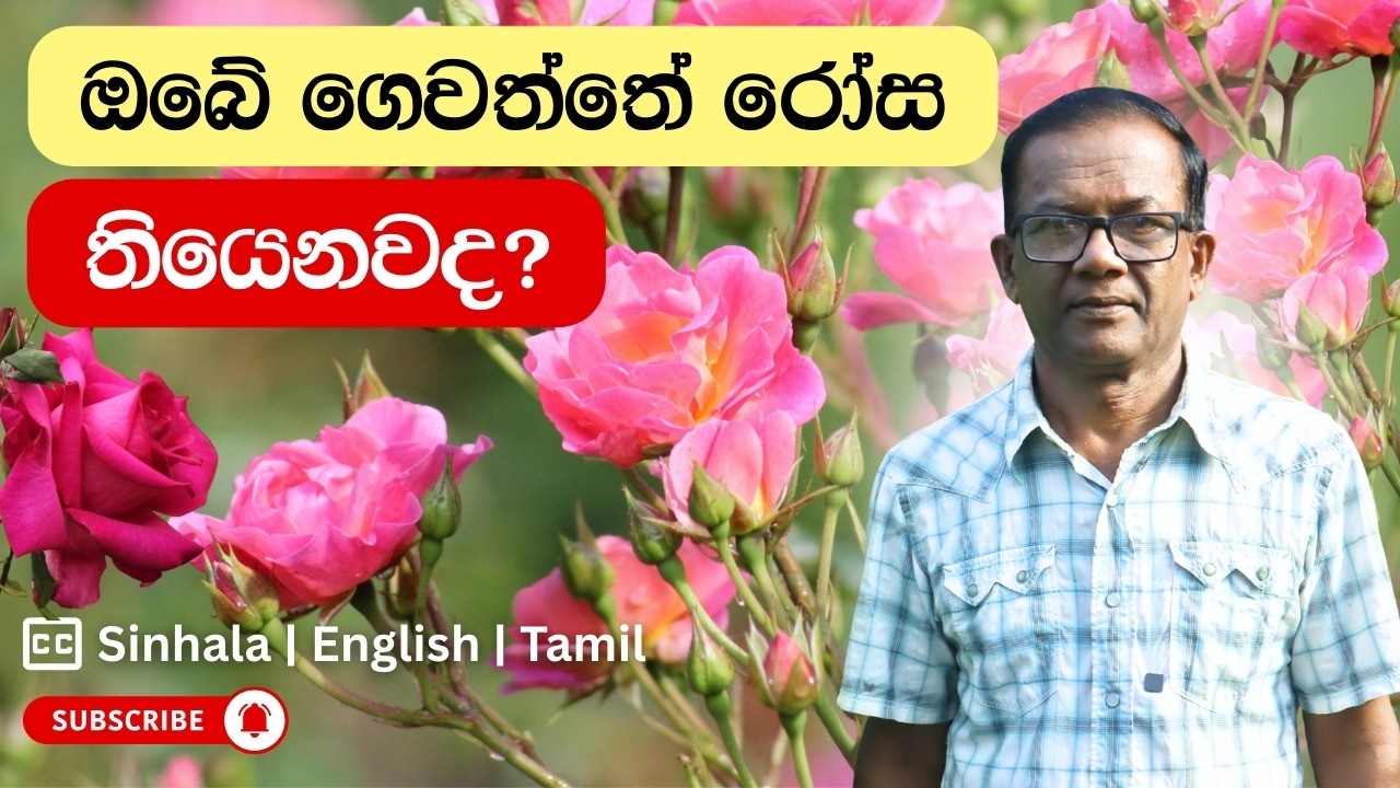 රෝස වවන්න කැමති නම් අනිවාරයෙන් මේක බලන්න | How to Grow Baby Rose Plant | Ceylon Agri | Epi 468